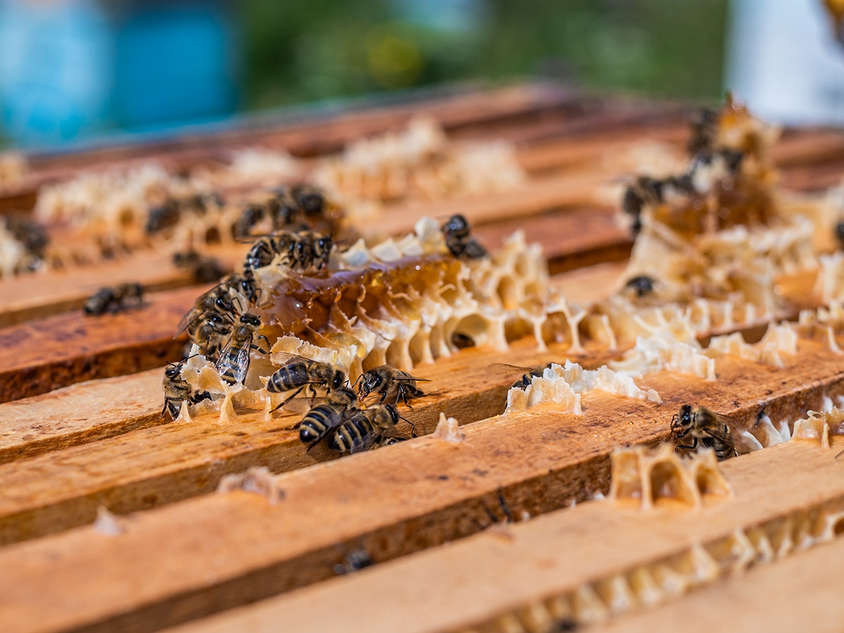 Como a abelha faz o mel - abelha faz o mel